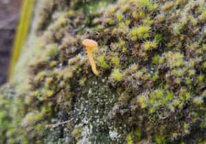 Resilience in the Smallest Things