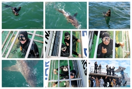 Daily Blog: 19 May 2025 | Shark Cage Diving in South Africa