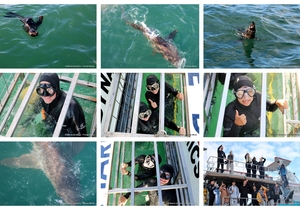 Daily Blog: 19 May 2025 | Shark Cage Diving in South Africa