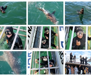 Daily Blog: 19 May 2025 | Shark Cage Diving in South Africa