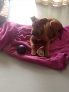 Bella Needs a Forever Home