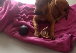 Bella Needs a Forever Home