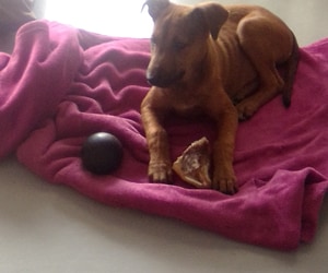 Bella Needs a Forever Home