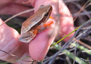 Spotted in the Mist: Fynbos and a Hidden Beauty!