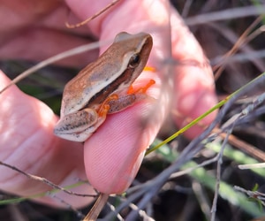 Spotted in the Mist: Fynbos and a Hidden Beauty!