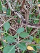 Shed Happens: A Surprise in the Fynbos!
