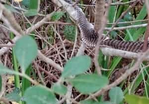 Shed Happens: A Surprise in the Fynbos!
