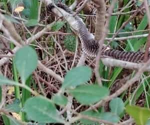 Shed Happens: A Surprise in the Fynbos!