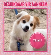 Trixie Needs a Loving Home!