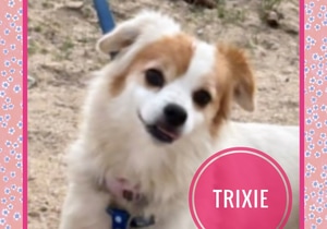 Trixie Needs a Loving Home!