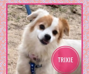 Trixie Needs a Loving Home!