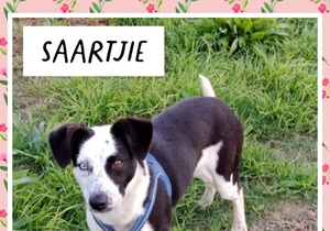 Looking for a Loving Home