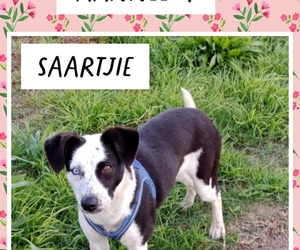 Looking for a Loving Home