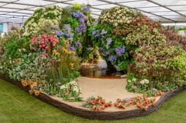 Chelsea Flowers in Stanford