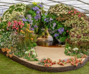 Chelsea Flowers in Stanford