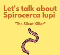 WHY DEWORM? Let’s talk about Spirocercosis!