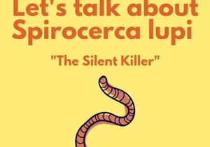 WHY DEWORM? Let’s talk about Spirocercosis!