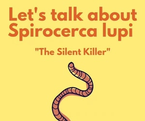 WHY DEWORM? Let’s talk about Spirocercosis!