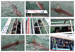 Daily Blog 26 May 2025 | Shark Cage Diving in South Africa