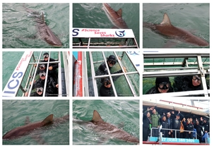 Daily Blog 26 May 2025 | Shark Cage Diving in South Africa