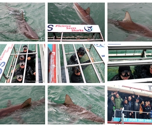 Daily Blog 26 May 2025 | Shark Cage Diving in South Africa