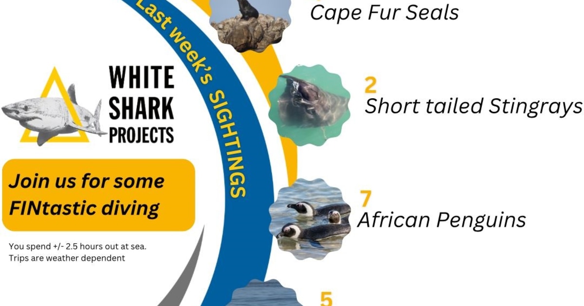 Shark Projects Incredible Sightings This Month! - White Shark Projects - Xplorio™ Gansbaai