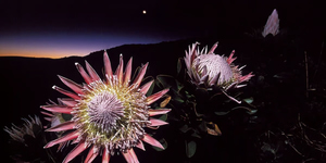 Tiny Helpers in the Fynbos