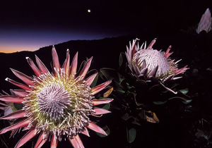Tiny Helpers in the Fynbos