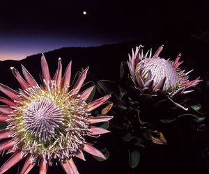 Tiny Helpers in the Fynbos