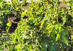 Planting for a Brighter Future