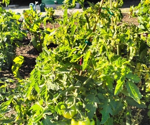 Planting for a Brighter Future