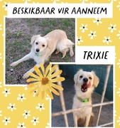 Trixie Looking for a Loving Home