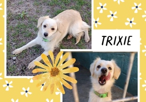 Trixie Looking for a Loving Home