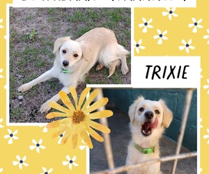 Trixie Looking for a Loving Home