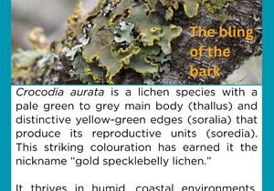 Under the Microscope: Bark Bling