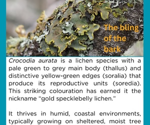 Under the Microscope: Bark Bling