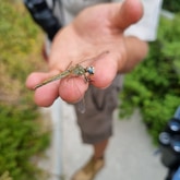 Dragon - Ansell Expeditions - Xplorio™ Gansbaai