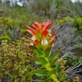 Mimetes cacullatus - Ansell Expeditions - Xplorio™ Gansbaai