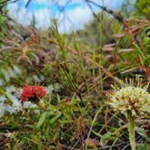 Pincushion - Ansell Expeditions - Xplorio™ Gansbaai