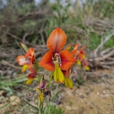 Enjoy the flowers - Ansell Expeditions - Xplorio™ Gansbaai