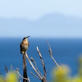 Birding - Ansell Expeditions - Xplorio™ Gansbaai