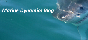 Daily Blog: 02 June 2025 | Shark Cage Diving in South Africa