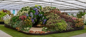 South Africa Wins Gold at the Chelsea Flower Show