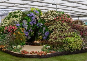 South Africa Wins Gold at the Chelsea Flower Show