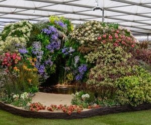 South Africa Wins Gold at the Chelsea Flower Show