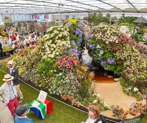 SA wins another Gold at RHS Chelsea Flower Show