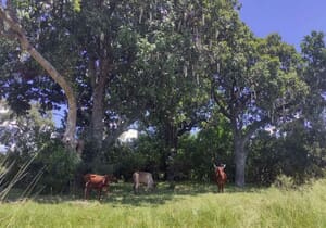 Why Conservation Doesn’t Have to Choose Between People and Nature