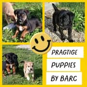 Puppies for Adoption