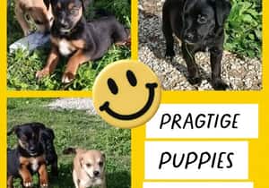 Puppies for Adoption