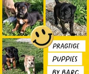 Puppies for Adoption